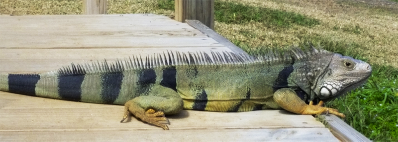 Iguana